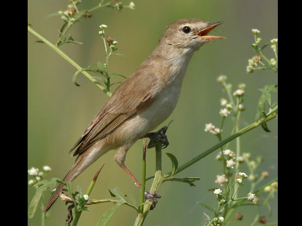 ಕೃಷ್ಣಾ ಅಭಯಾರಣ್ಯ ದ.ಭಾರತದ ಆಸ್ತಿ