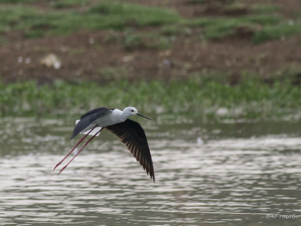 ಬೆಳೆಯುವ ರಂಗನಿರುವ ಕೆಂಪೇಗೌಡರ ಮಾಗಡಿ