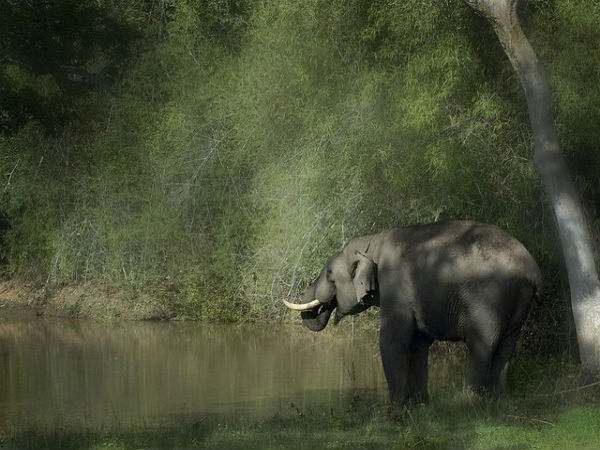 ಬೆಂಗಳೂರಿನಿಂದ ಬಂಡೀಪುರ: