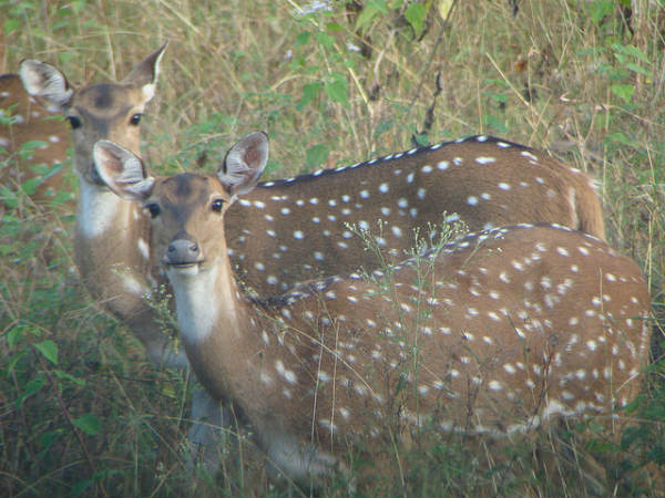 ಬೆಂಗಳೂರಿನಿಂದ ಬಂಡೀಪುರ: