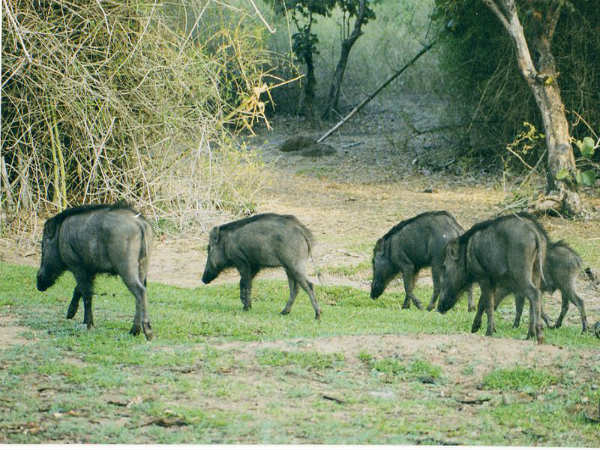 ಬೆಂಗಳೂರಿನಿಂದ ಬಂಡೀಪುರ: