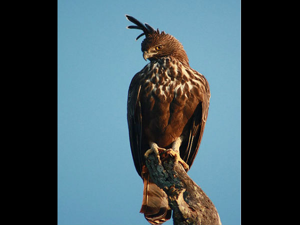 ಬೆಂಗಳೂರಿನಿಂದ ಬಂಡೀಪುರ: