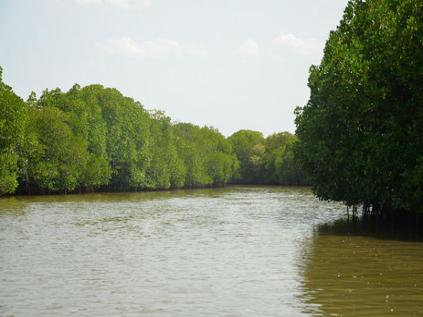 ಪಿಚಾವರಂ ಮ್ಯಾಂಗ್ರೋವ್ ಸೌಂದರ್ಯ: