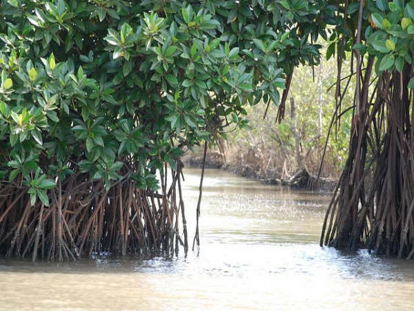 ಪಿಚಾವರಂ ಮ್ಯಾಂಗ್ರೋವ್ ಸೌಂದರ್ಯ: