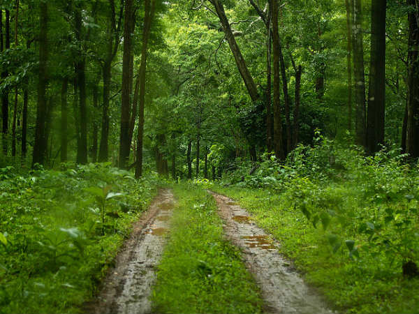 ಕರ್ನಾಟಕದ ಅಭಯಾರಣ್ಯಗಳು: