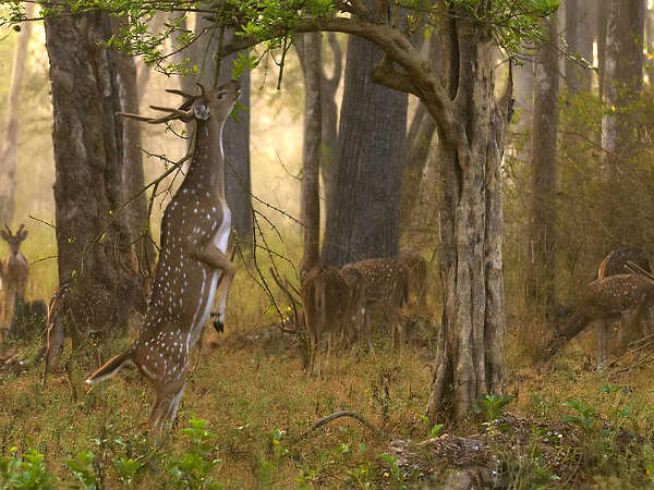 ಕರ್ನಾಟಕದ ಅಭಯಾರಣ್ಯಗಳು:
