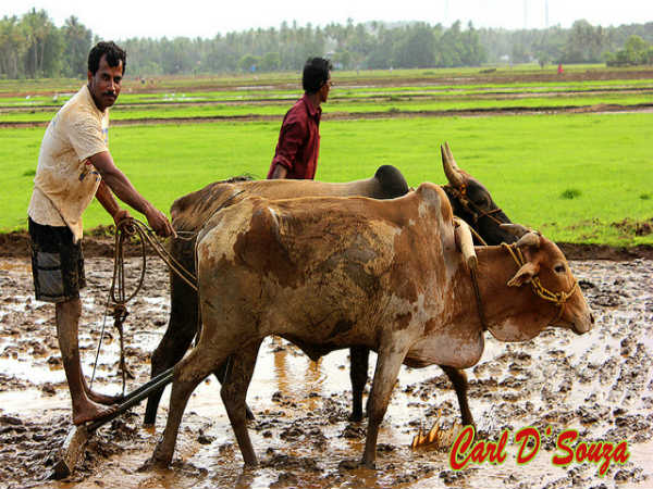 ಗೋವಾದಲ್ಲೊಂದು ದಿನ:
