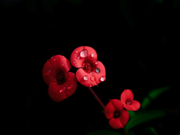 ಚುಂಬಕ ಗಿರಿಧಾಮ ಕುಣ್ಣೂರು: 