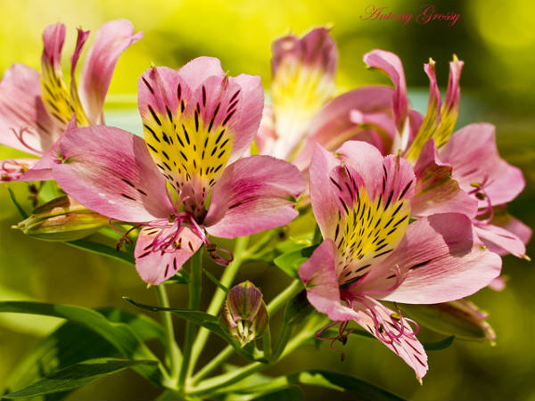 ಚುಂಬಕ ಗಿರಿಧಾಮ ಕುಣ್ಣೂರು: 