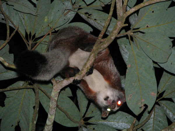 ಈಶಾನ್ಯ ಭಾರತದ ಪ್ರಮುಖ ಕಾಡುಗಳು: