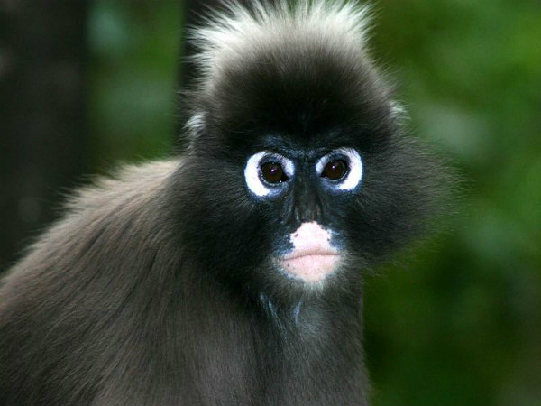 ಈಶಾನ್ಯ ಭಾರತದ ಪ್ರಮುಖ ಕಾಡುಗಳು: