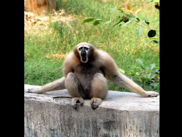 ಈಶಾನ್ಯ ಭಾರತದ ಪ್ರಮುಖ ಕಾಡುಗಳು: