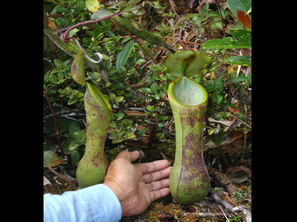 ಈಶಾನ್ಯ ಭಾರತದ ಪ್ರಮುಖ ಕಾಡುಗಳು: