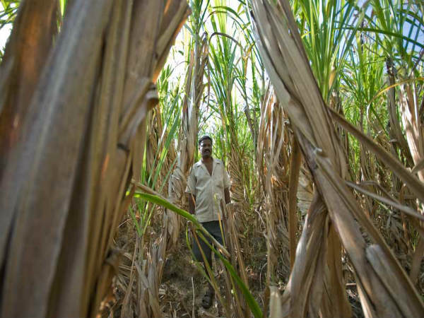 ಶಿರಸಿ ಹಾಗೂ ಸುತ್ತಮುತ್ತಲು: