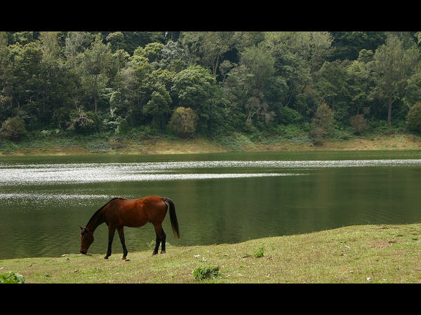 ಪಶ್ಚಿಮ ಘಟ್ಟಗಳ ಮಾಯಾ ಲೋಕ: