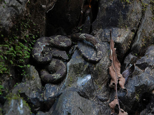 ಪಶ್ಚಿಮ ಘಟ್ಟಗಳ ಮಾಯಾ ಲೋಕ: