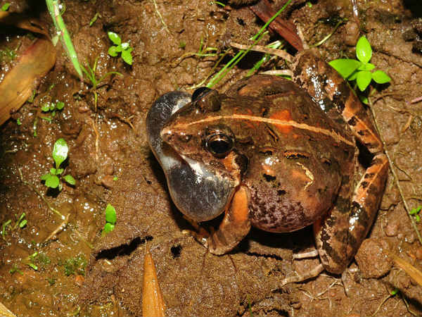 ಪಶ್ಚಿಮ ಘಟ್ಟಗಳ ಮಾಯಾ ಲೋಕ: