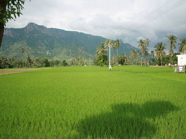 ಪೂರ್ವ ಘಟ್ಟಗಳ ಆಕರ್ಷಣೆಗಳು: