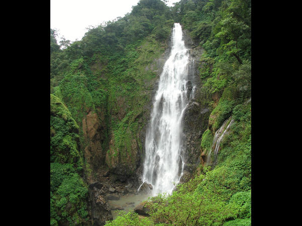 ಹೊನ್ನಿನಂತಹ ಹೊನ್ನೆಮರುಡು: