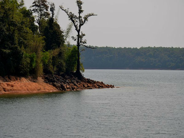 ಹೊನ್ನಿನಂತಹ ಹೊನ್ನೆಮರುಡು: