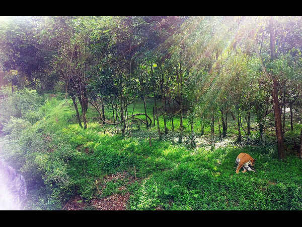 ಮಂಗಳೂರು ಆಕರ್ಷಣೆಗಳು: