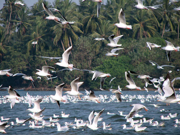 ಮಂಗಳೂರು ಆಕರ್ಷಣೆಗಳು: