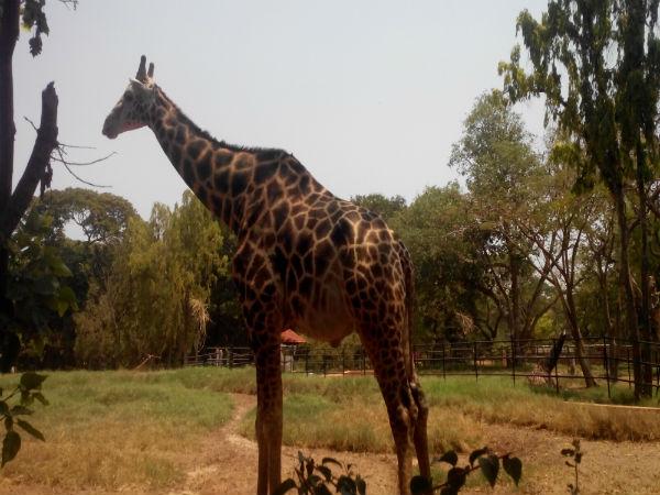 ಮೈಸೂರಿನ ಹಾಗೂ ಸುತ್ತಲಿನ ಆಕರ್ಷಣೆಗಳು: