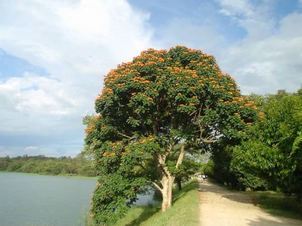 ಮೈಸೂರಿನ ಹಾಗೂ ಸುತ್ತಲಿನ ಆಕರ್ಷಣೆಗಳು: