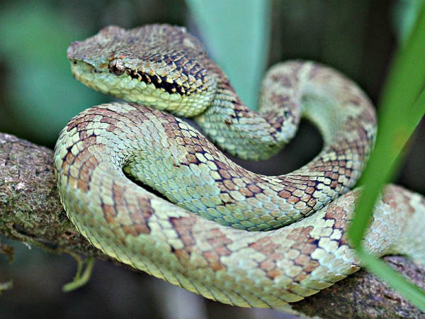 ಕೇರಳದ ಅದ್ಭುತ ಕಾಡುಗಳು: