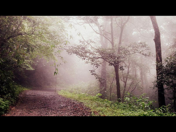 ಕೇರಳದ ಅದ್ಭುತ ಕಾಡುಗಳು: