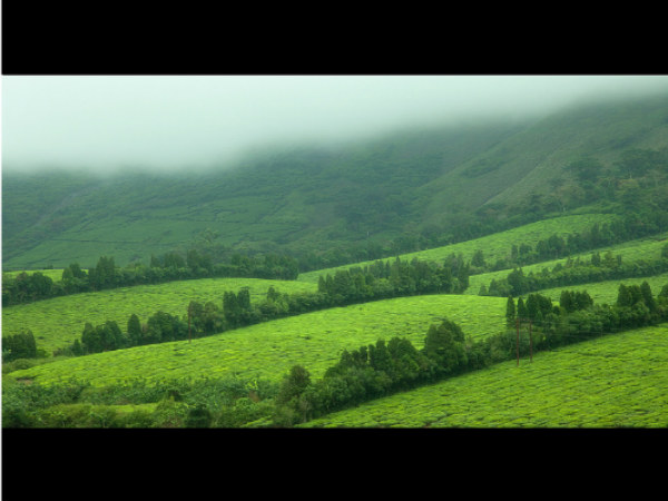 ಮನ ತಣಿಸುವ ತೇಣಿ: