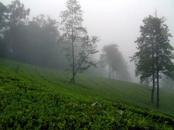 ಮನ ತಣಿಸುವ ತೇಣಿ: