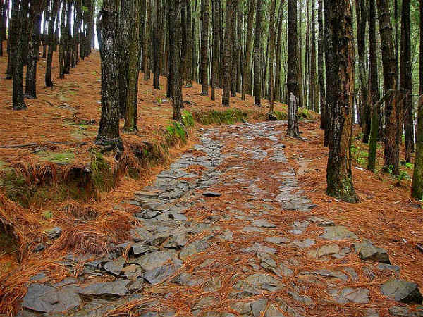 ವಗಮೋನ್ ಸೊಬಗು: