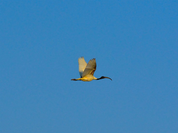 ವೇಡಂತಾಂಗಳ್: