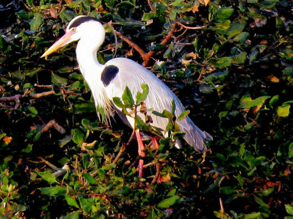 ವೇಡಂತಾಂಗಳ್: