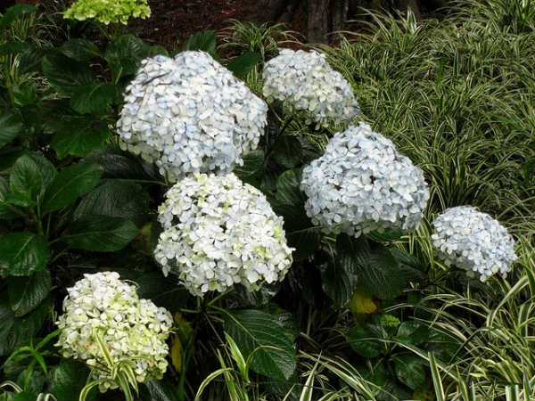 ದೊಡ್ಡಬೆಟ್ಟ: