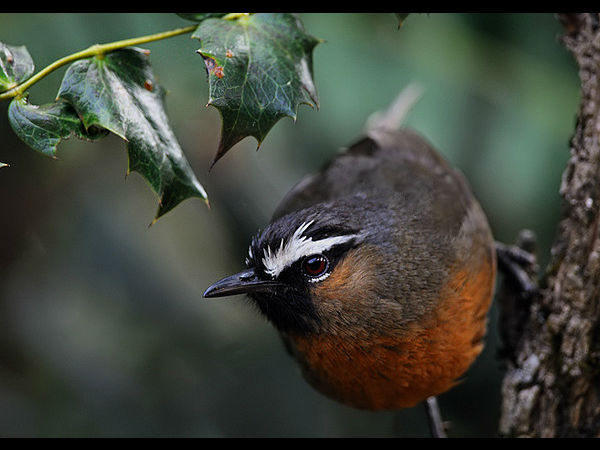 ದೊಡ್ಡಬೆಟ್ಟ: