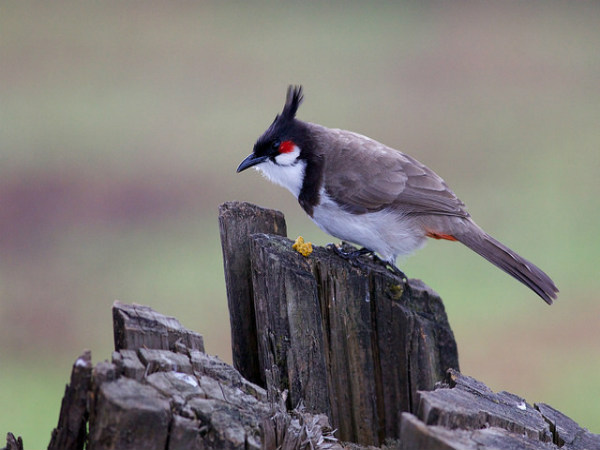ದೊಡ್ಡಬೆಟ್ಟ:
