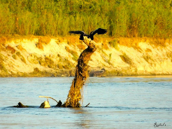 ಭಾರತದ ಮಳೆಕಾಡುಗಳು: