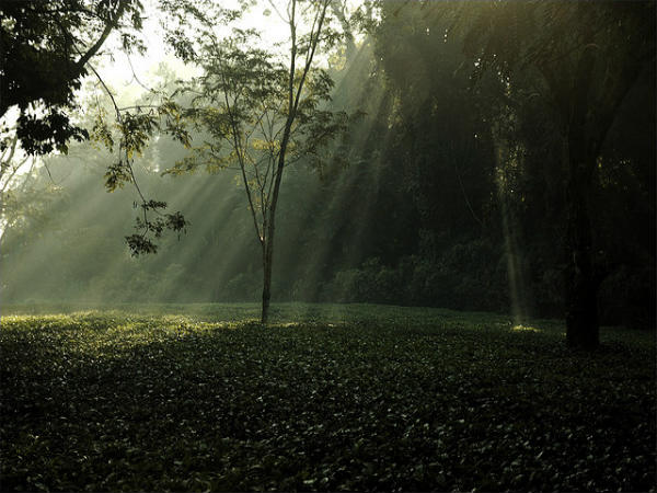 ಭಾರತದ ಮಳೆಕಾಡುಗಳು: