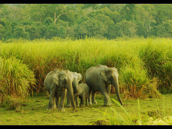 ಭಾರತದ ಮಳೆಕಾಡುಗಳು: