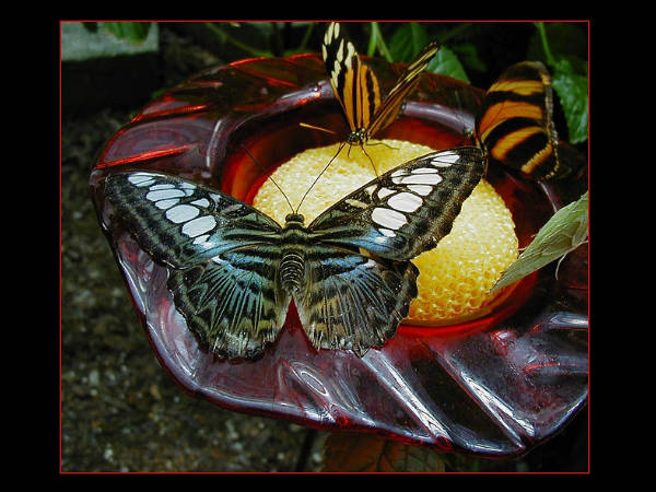 ಭಾರತದ ಮಳೆಕಾಡುಗಳು: