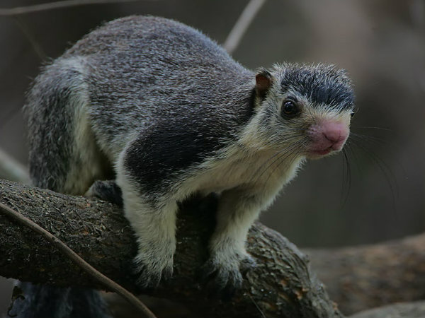 ಮೇಘಮಲೈ ಪರಿಚಯ: