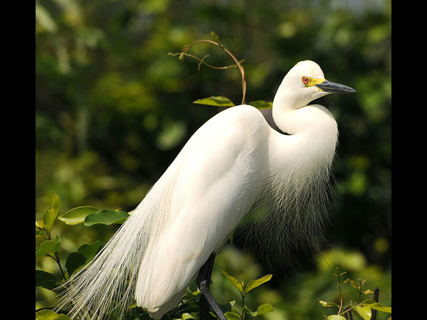 ಭವ್ಯ ಕರ್ನಾಟಕ ಪರಿಚಯ: