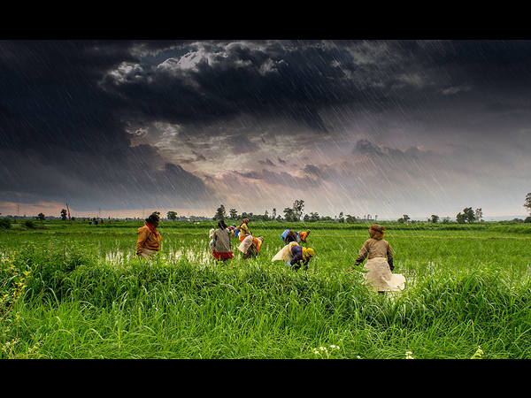 ಸೆಳೆಯುವಂತೆ ಮಾಡುವ ಮಳೆಯ ಕಳೆ: