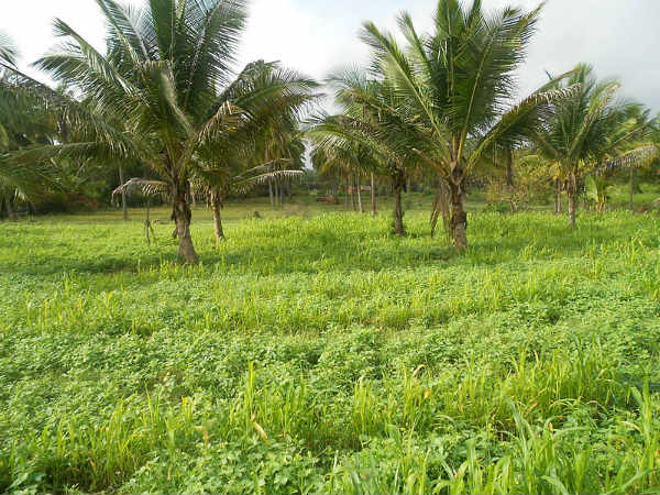 ಅಗ್ರಹಾರ ಬೆಳಗುಲಿ