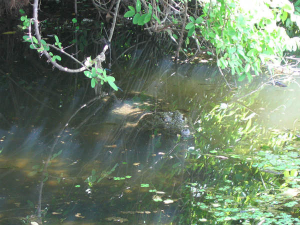 ದ.ಭಾರತದ ಕಲ್ಯಾಣಿಗಳು: