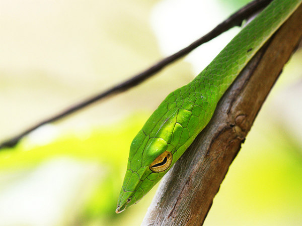 ಮಲೆನಾಡಿನಲ್ಲೊಂದು ಪ್ರವಾಸ