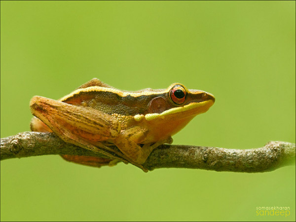 ಮಲೆನಾಡಿನಲ್ಲೊಂದು ಪ್ರವಾಸ