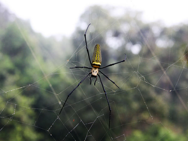 ಮಲೆನಾಡಿನಲ್ಲೊಂದು ಪ್ರವಾಸ